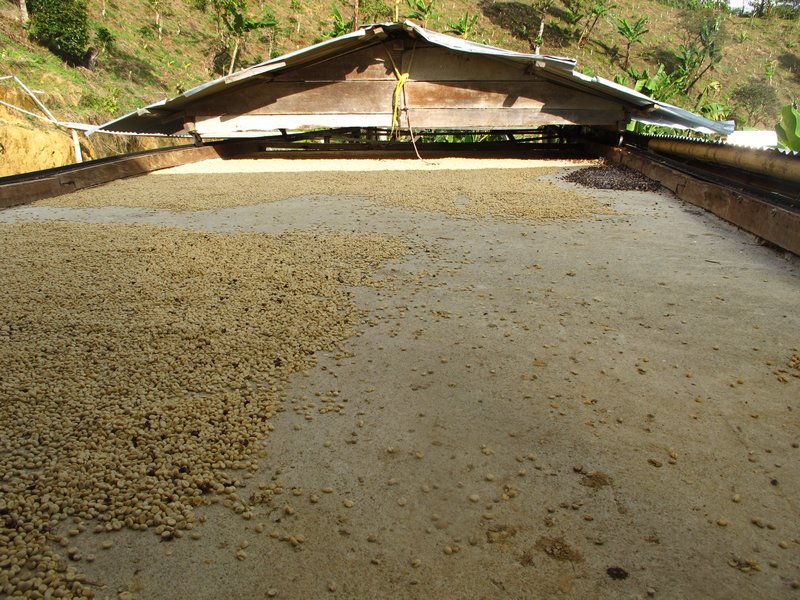 coffee beans drying