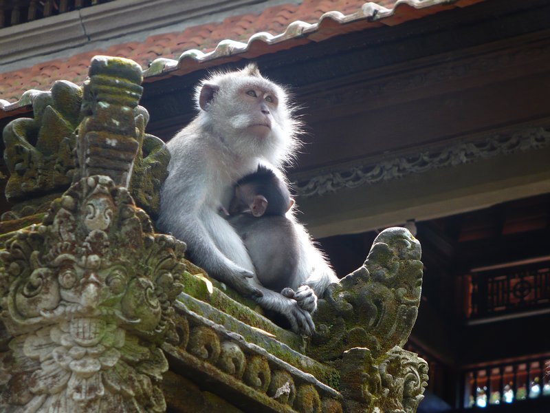 Monkey forest - Ubud,  Bali