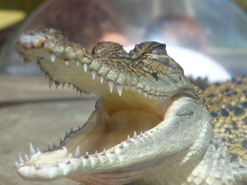 smile baby  - small jouvenile croc in Cairns