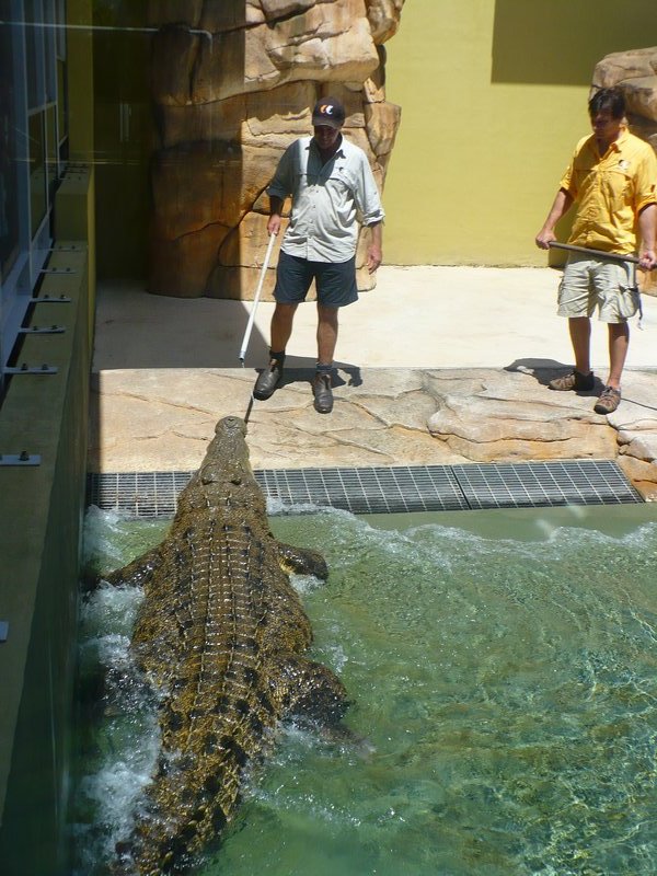 Look at the size of that beast - we don't swim in Australia!