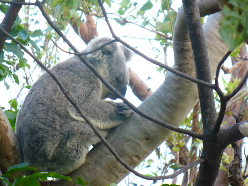 A sleepy Koala we saw on one of our walks - they're not bears you know!