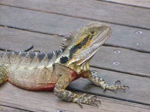 lazarus lizard lazarus lizard