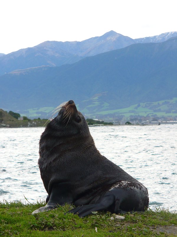 One of the many Sea Lions in Kaikoura