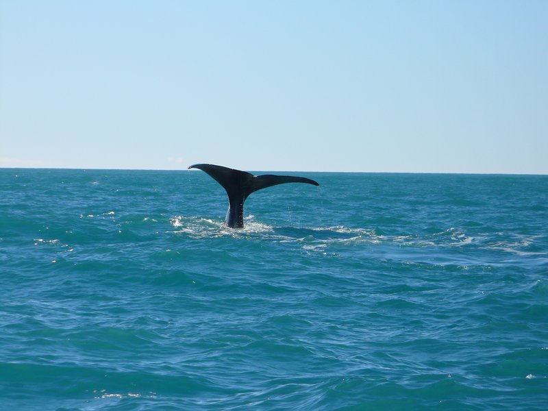 A Sperm Whales tail - he was about to dive 1km down