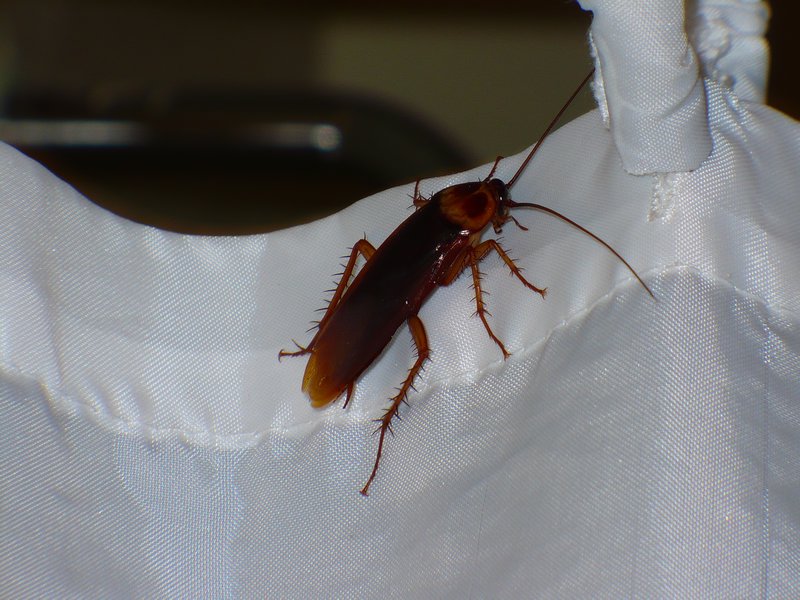 A large visitor in our bathroom at Iguazu Falls