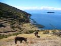 Isla del Sol, Donkey and the famous Inca terraces