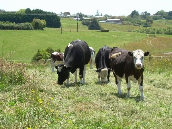 Moo cows on the Dip Road plot