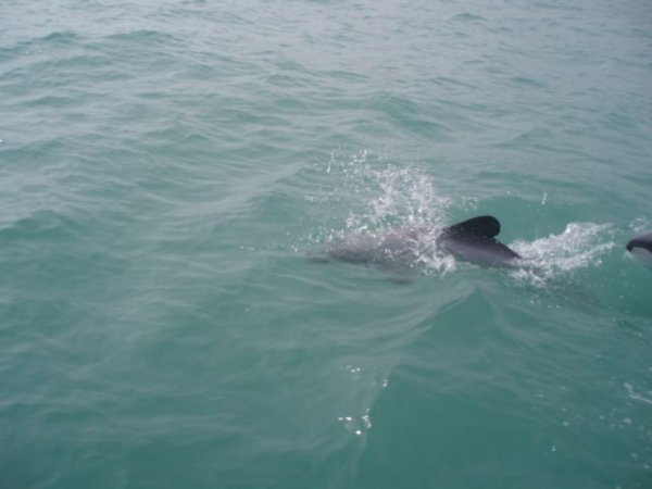 Dolphin-watching off the Banks Peninsula