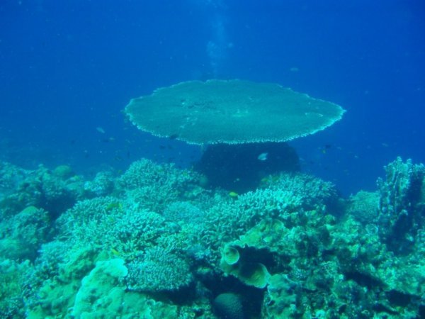 Corals, Sogod Bay