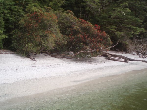 A Southern Rata tree, in flower, on an island in Lake Manapouri