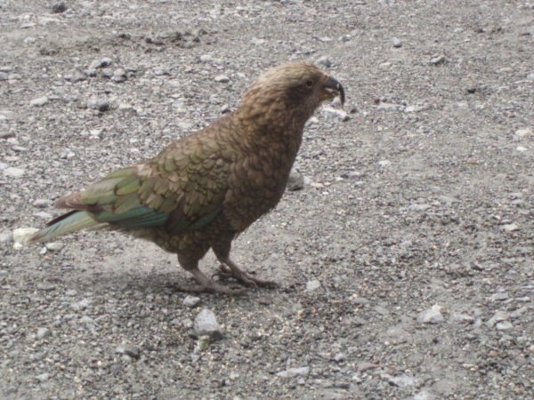 A kea at the entrance to the Homer Tunnel