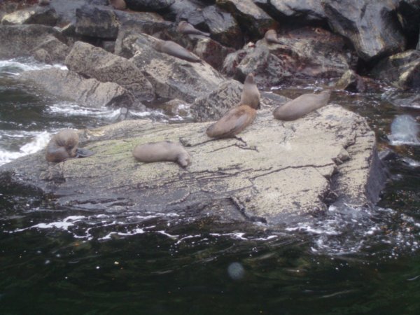 Seals, Milford Sound