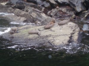Seals, Milford Sound