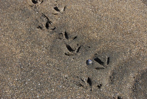 Footprints, beach near Borgarnes