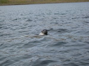 Seals approaching the kayaks, Mjoifjordur
