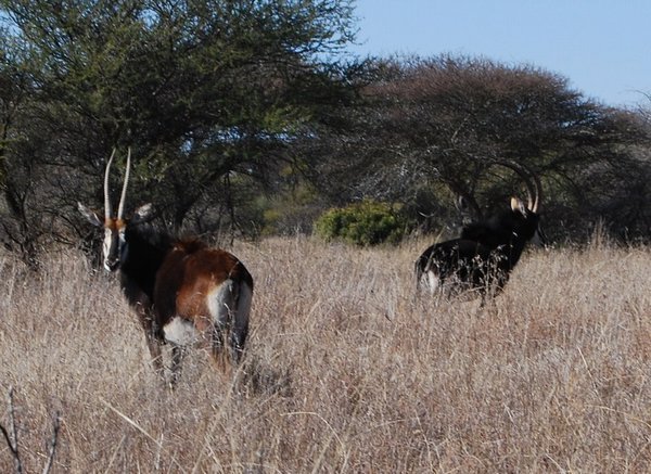 Sable Antelope, reserve near Polokwane