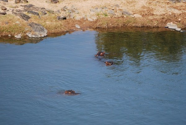 Hippos, Olifants River