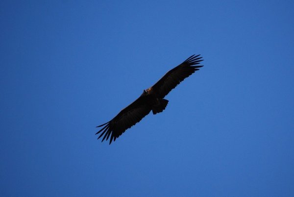 Vulture soaring over Kruger National Park