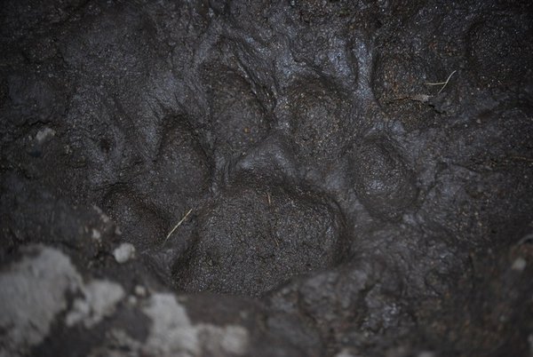 Lion tracks, Kruger National Park