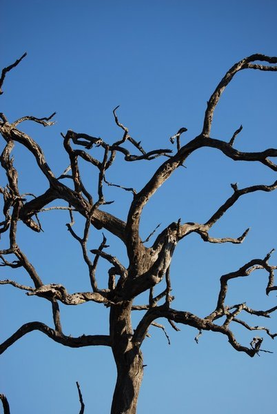 Tree against blue sky, Kruger National Park