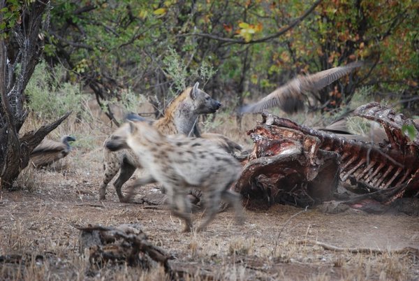 Hyenas around an elephant carcass, Kruger National Park