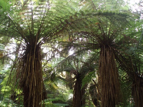Giant ferns near Jackson Bay