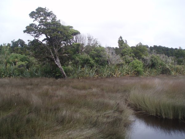Swampy landscape between Jackson Bay and Haast