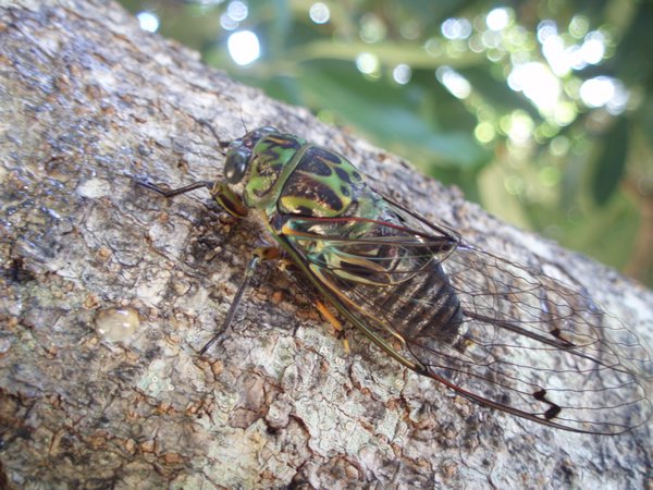 Great big whopping cicadas!