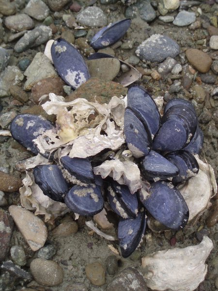 Mussels, Kenepuru Sound