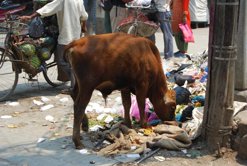 Waste disposal à la Kathmandu