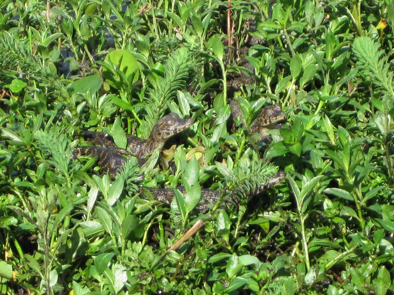 Baby caimans, Iberá