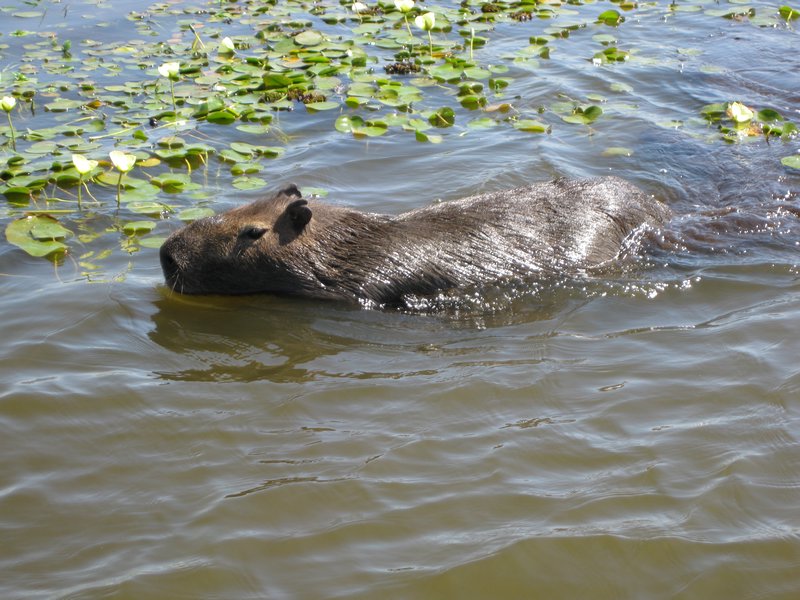Capybara, Iberá