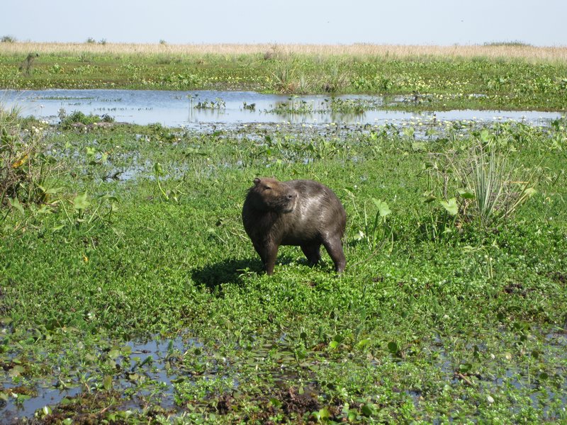 Capybara, Iberá