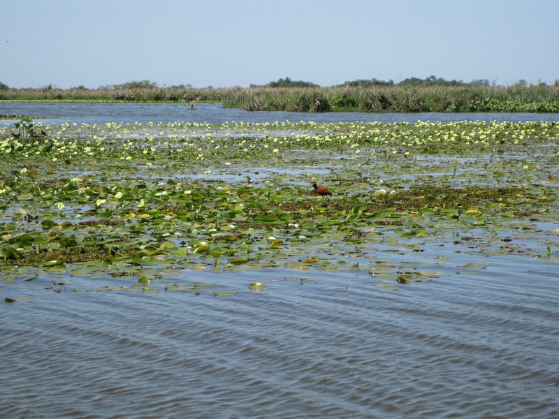 Laguna de Iberá