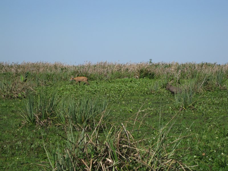 Deer and capybara, Iberá
