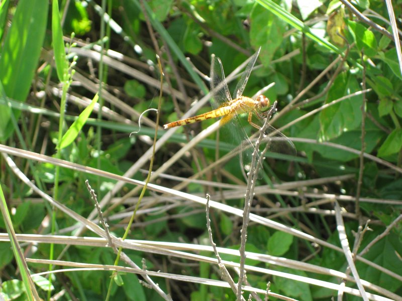 Dragonfly, Iberá wetlands