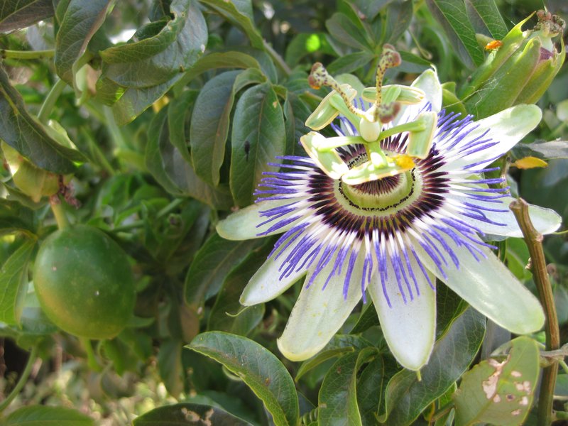 Passion flower - and fruit!!!
