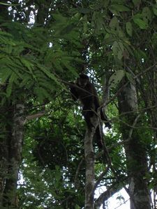 Capuchin monkey, Macuco trail