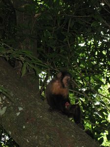 Capuchin monkey, Iguazu Falls
