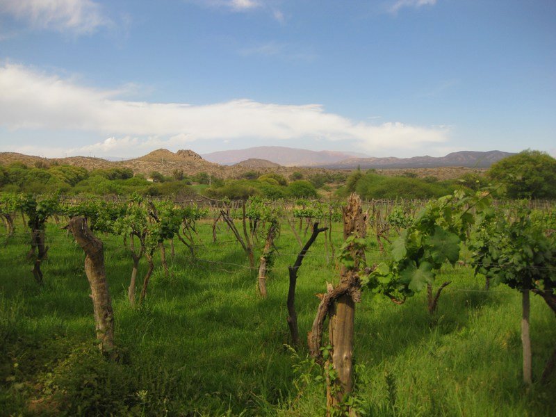 Vineyards in the desert - Seclantás to Cachi