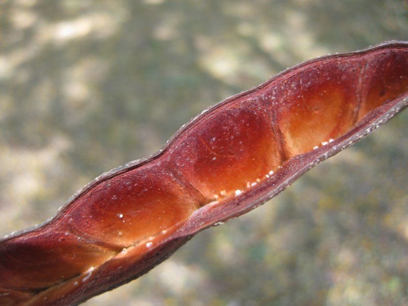 Seed pod, Parque Nacional Calilegua