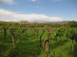 Vineyards in the desert - Seclantás to Cachi