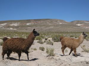 Real llamas! In the Andes!