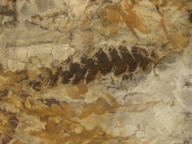 Fern fossil, Parque Provincial Ischigualasto