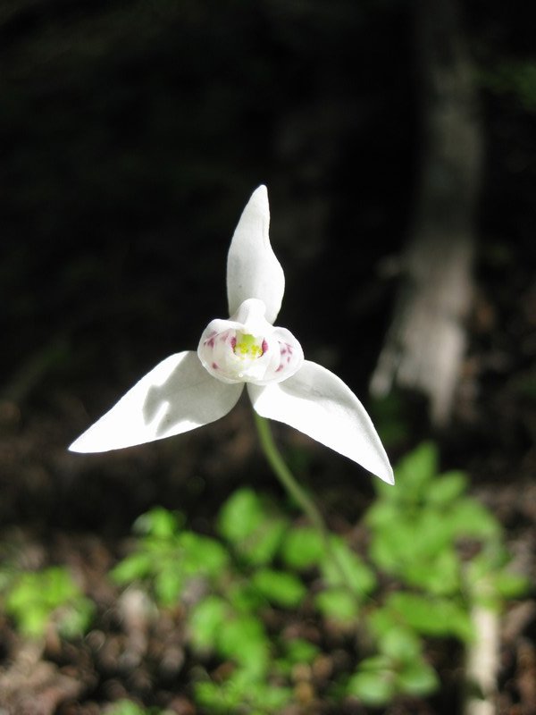 Orchid-like flower, trail to Refugio San Martin