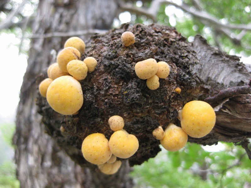 Yet more odd fungi...