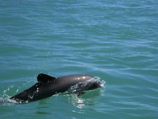 Chilean Dolphin in Ria Deseado