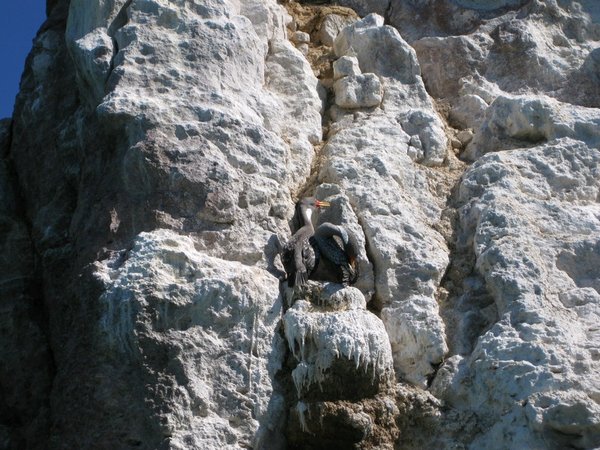 Nesting cormorants, Ria Deseado
