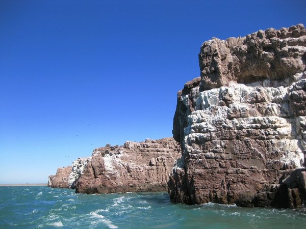 Cliffs filled with nesting cormorants, Ria Deseado