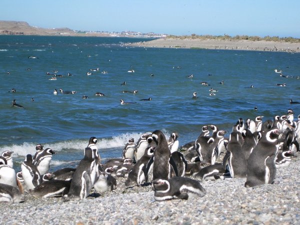 Magellanic Penguins, Ria Deseado